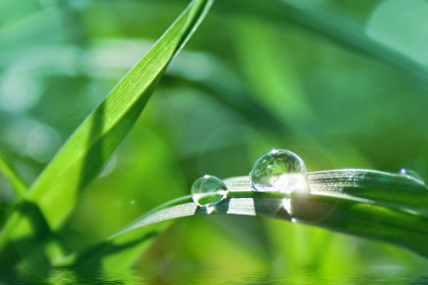 green background with grass