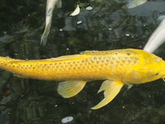 黄金鲤鱼代表财富， 滑溜溜的身子又表示了什么？(pixabay)