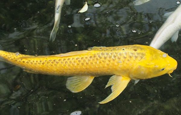 黄金鲤鱼代表财富， 滑溜溜的身子又表示了什么？(pixabay)