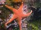橙红色的朱砂海星。（示意图：Flickr/ Ed Bierman,CC BY 2.0）