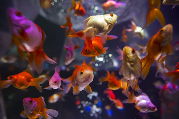 Japanese Enjoy Goldfish Exhibition At "Art Aquarium" In Tokyo