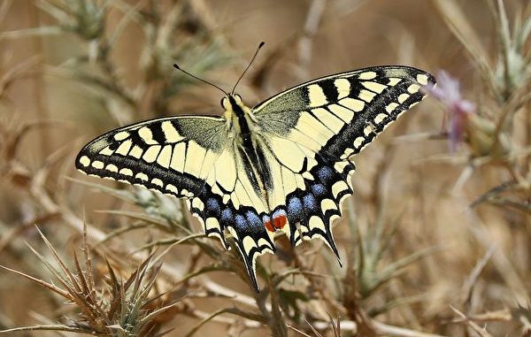 ISRAEL-PALESTINIAN-GAZA-BUTTERFLY