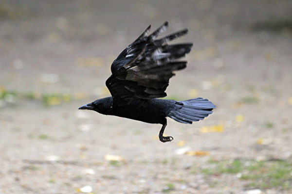 A crow flies near les Invalides in Pari