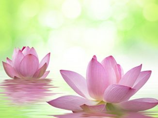 舍生取义, 孝道, 仁义