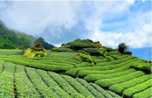  茶, 茶画, 中华文化的璀璨亮点