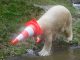 Polar Bear Twins Celebrate Second Birthday